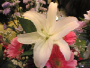 lilly01.jpg